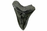 Fossil Megalodon Tooth - South Carolina #170581-1